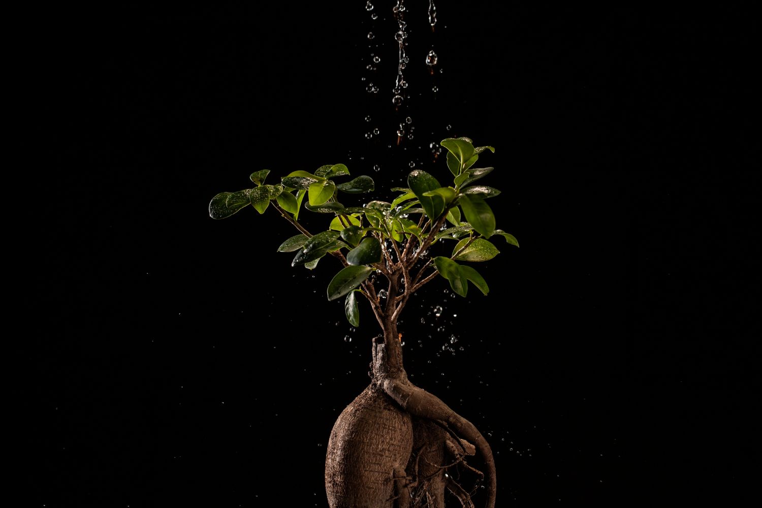 watering