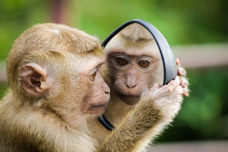 Monkey looking in a mirror (Monkey mind)