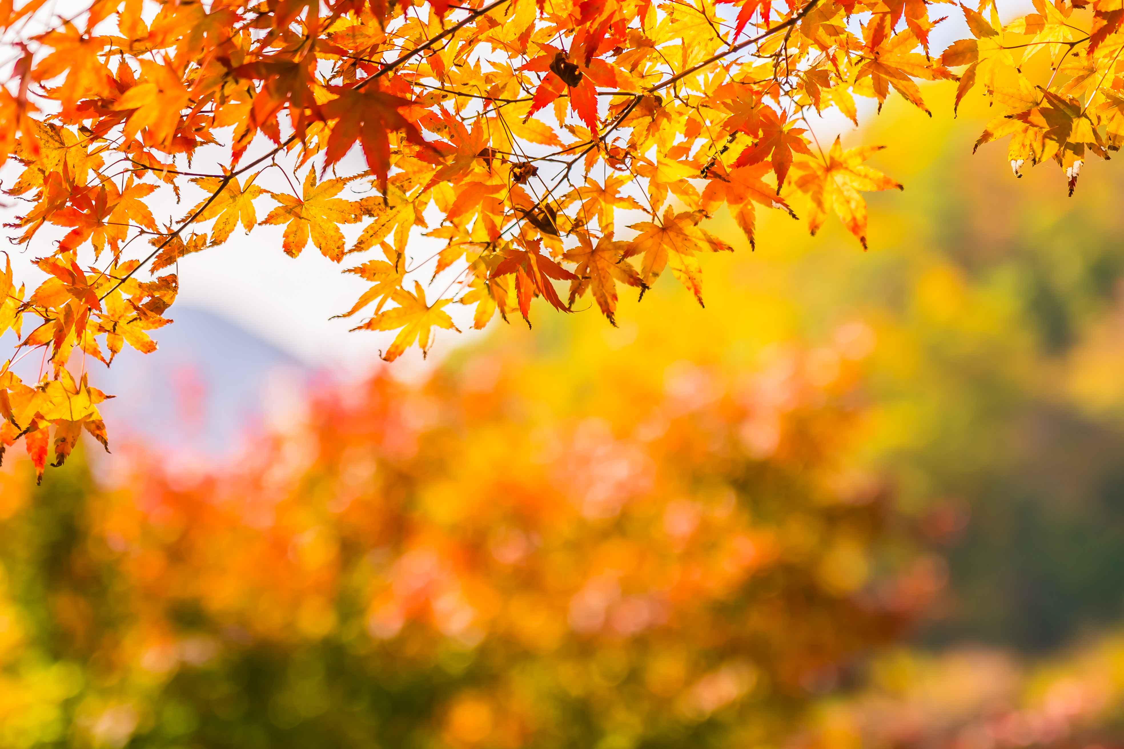 red maple tree