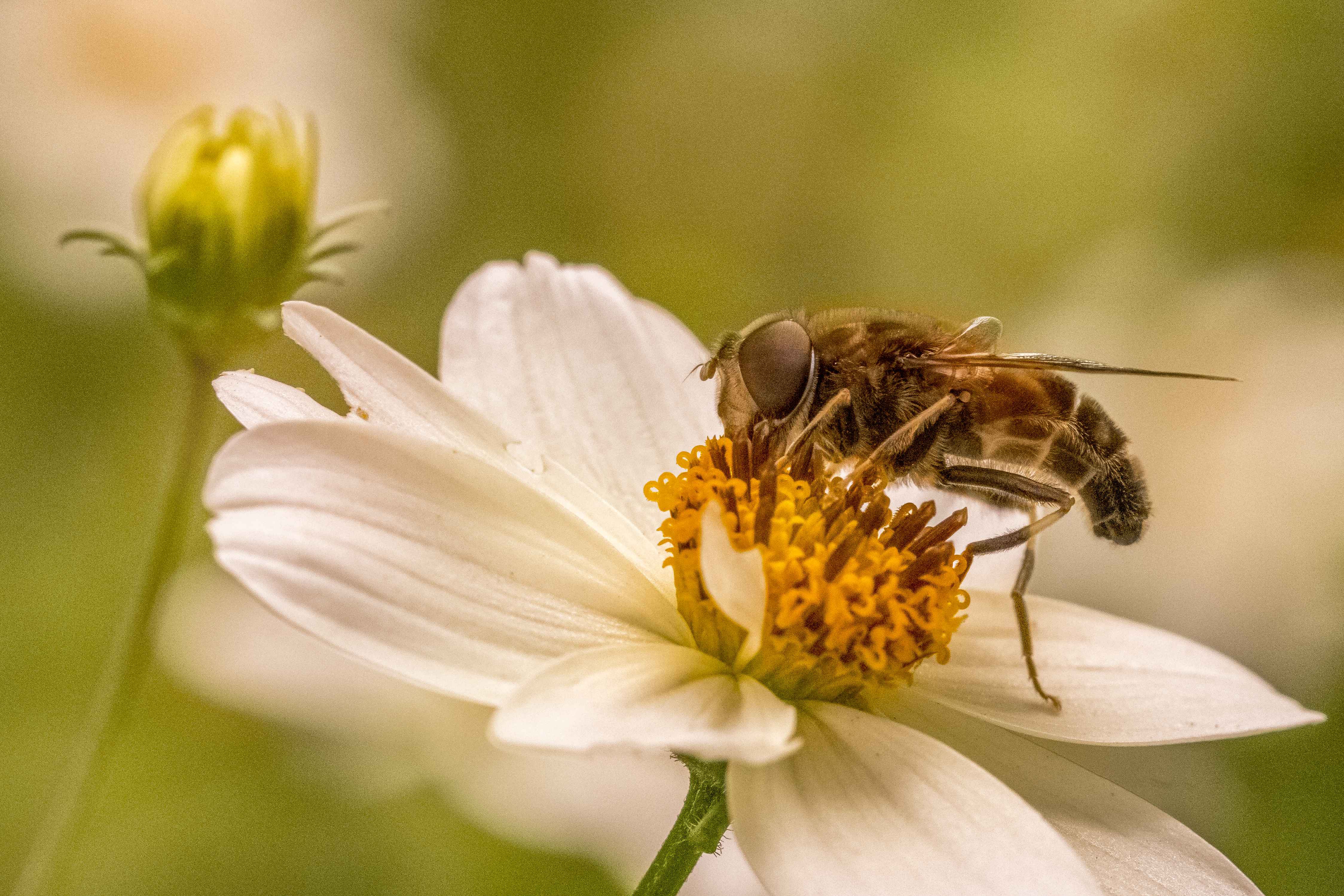 bee eating