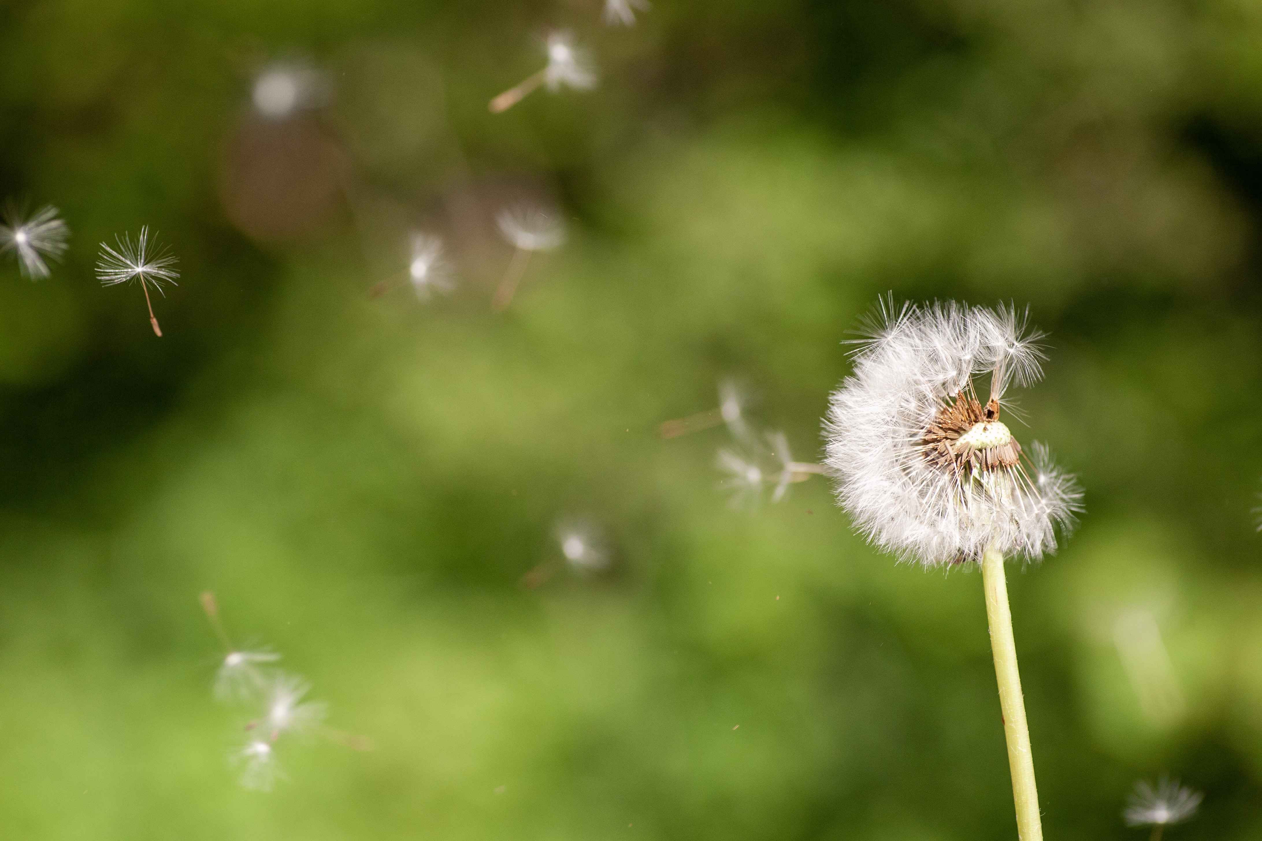 dandelion close up shot