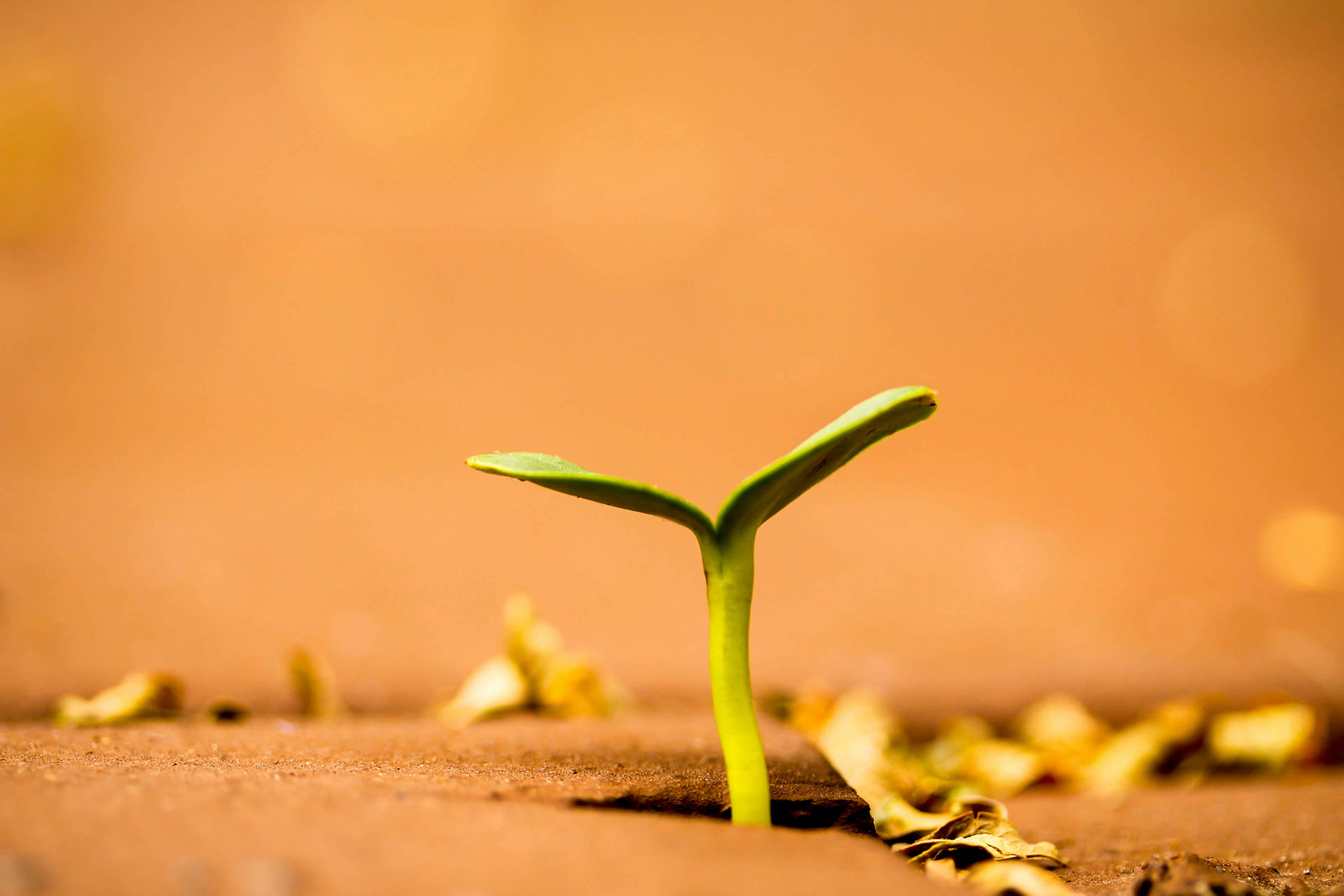 plant