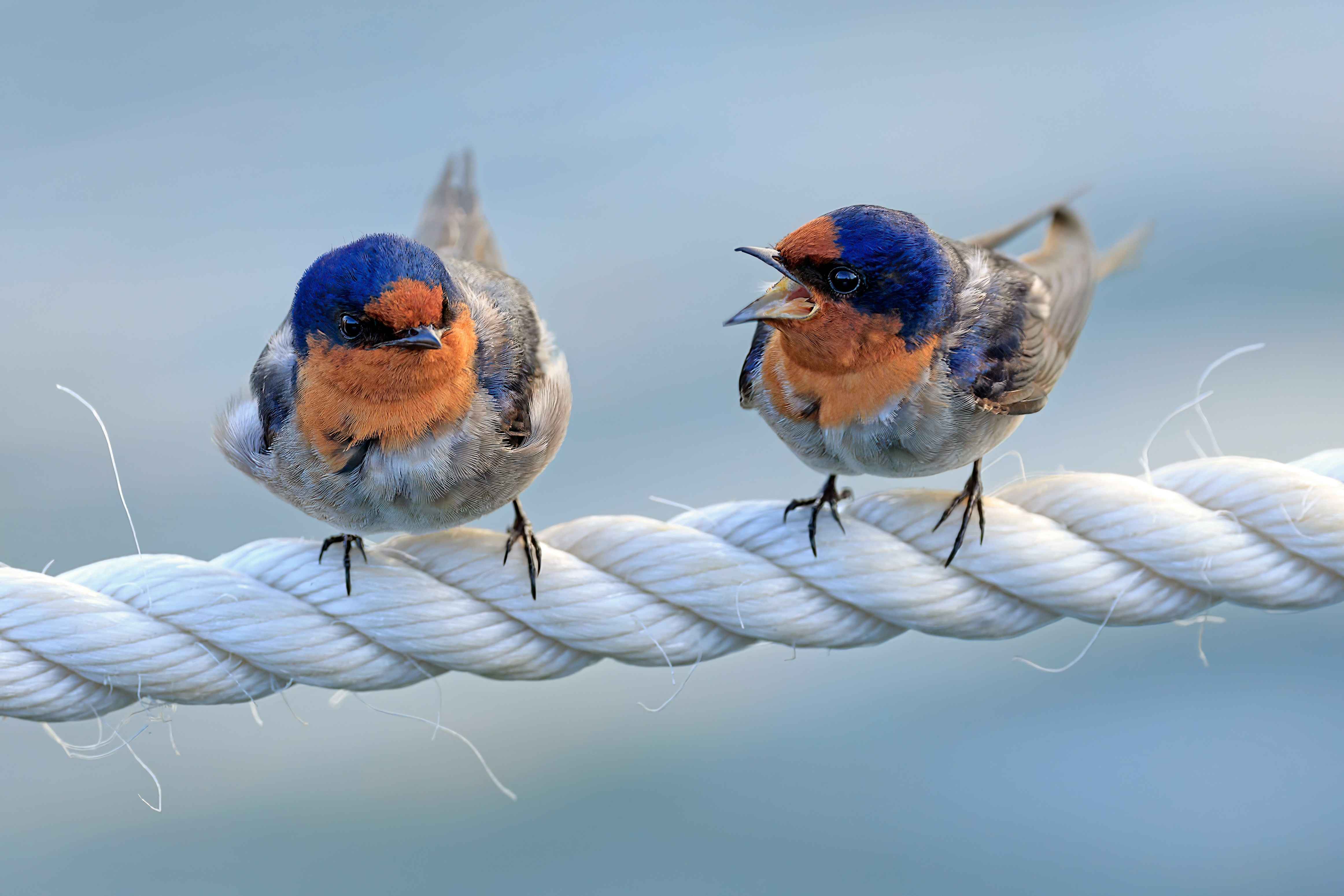 two birds on a rope