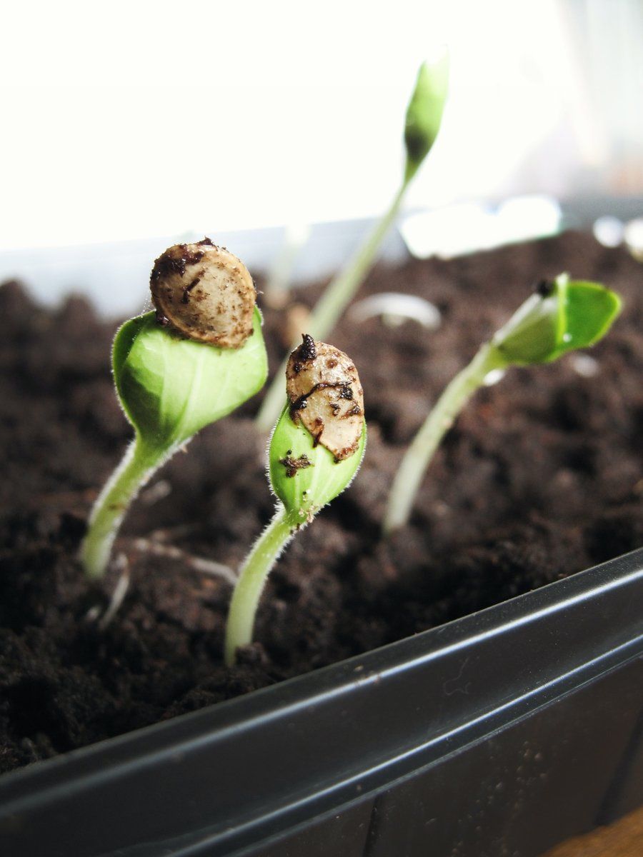 seeds at  infancy stage growing