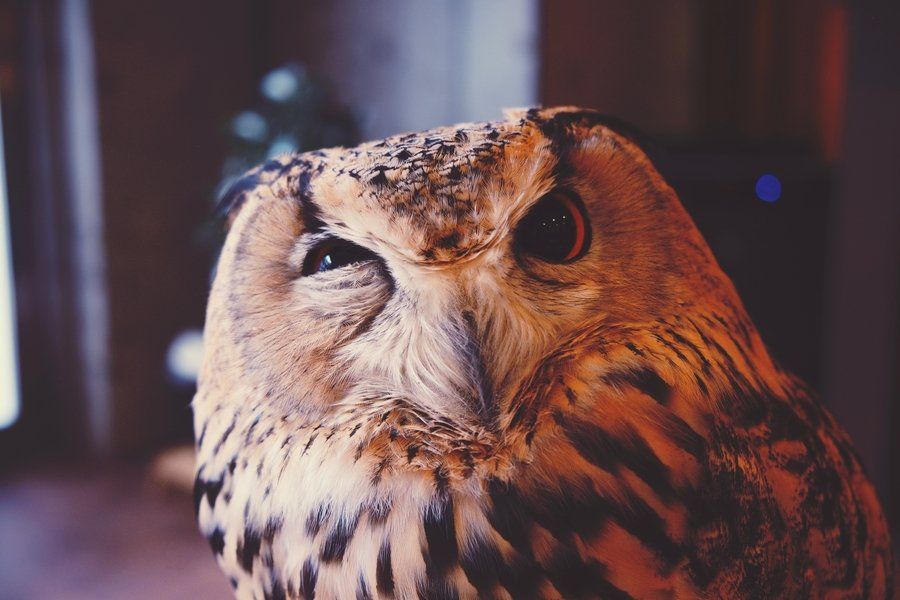 A close up of an owl's face (curiousity)