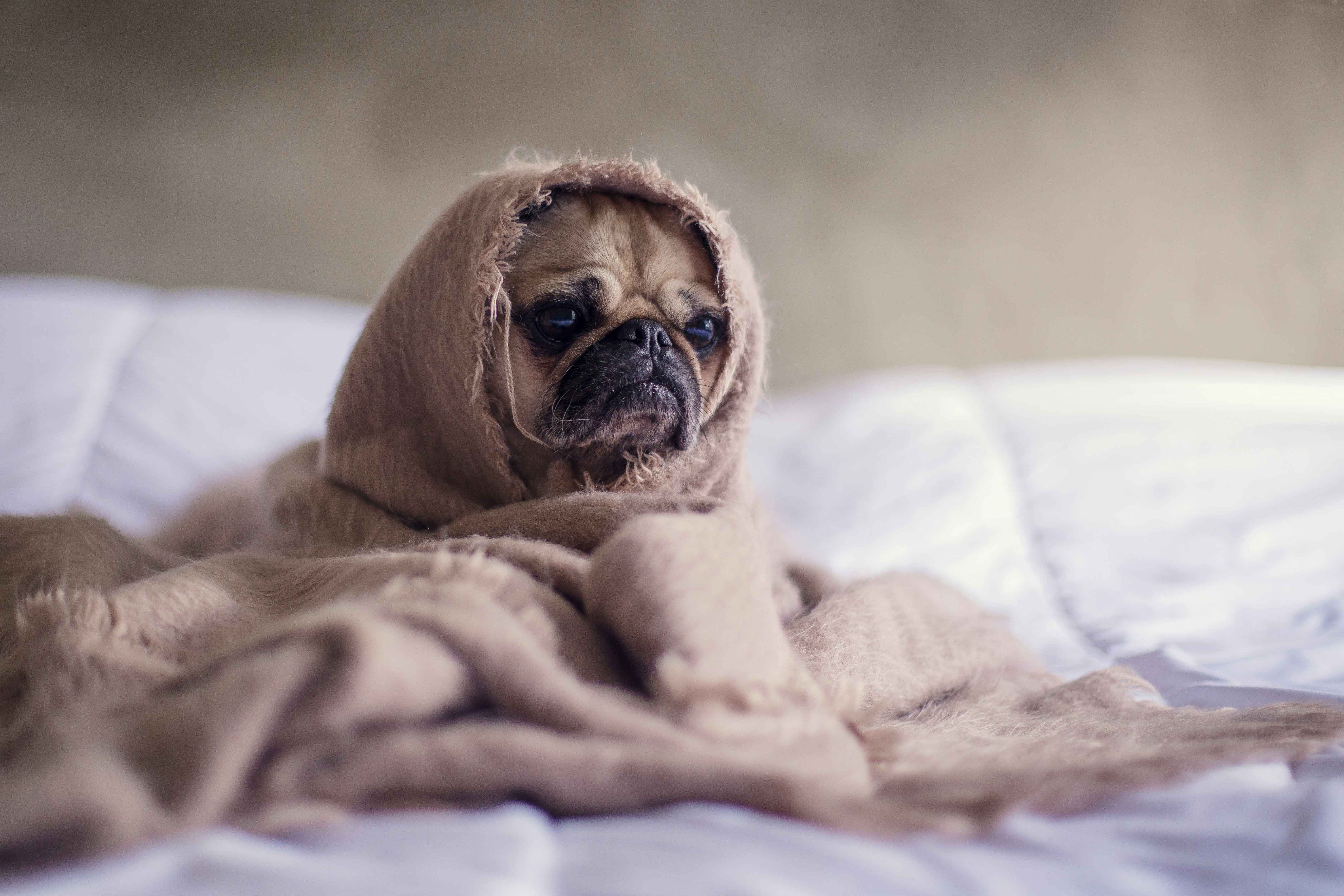 sad but cute pug