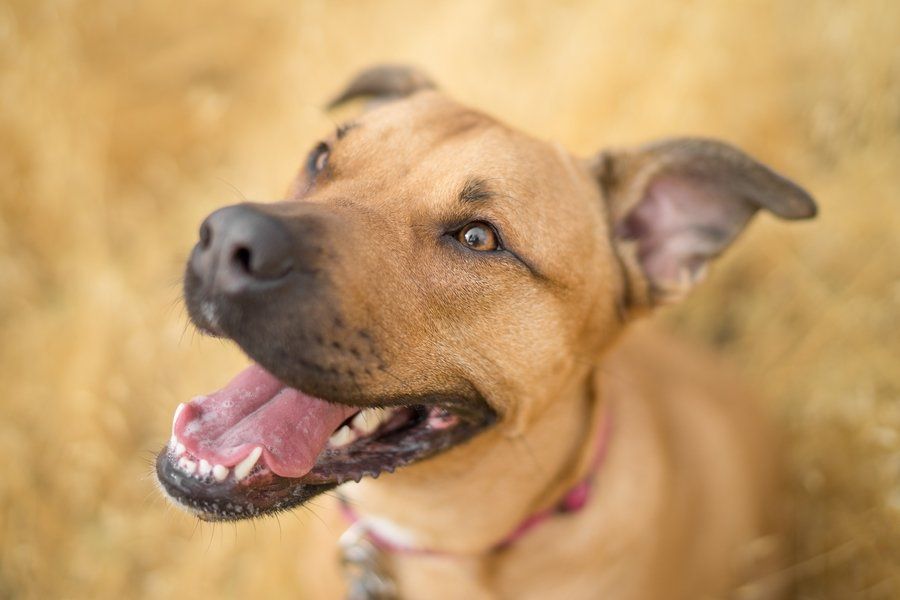 Close up of a dog's face (employee loyalty)