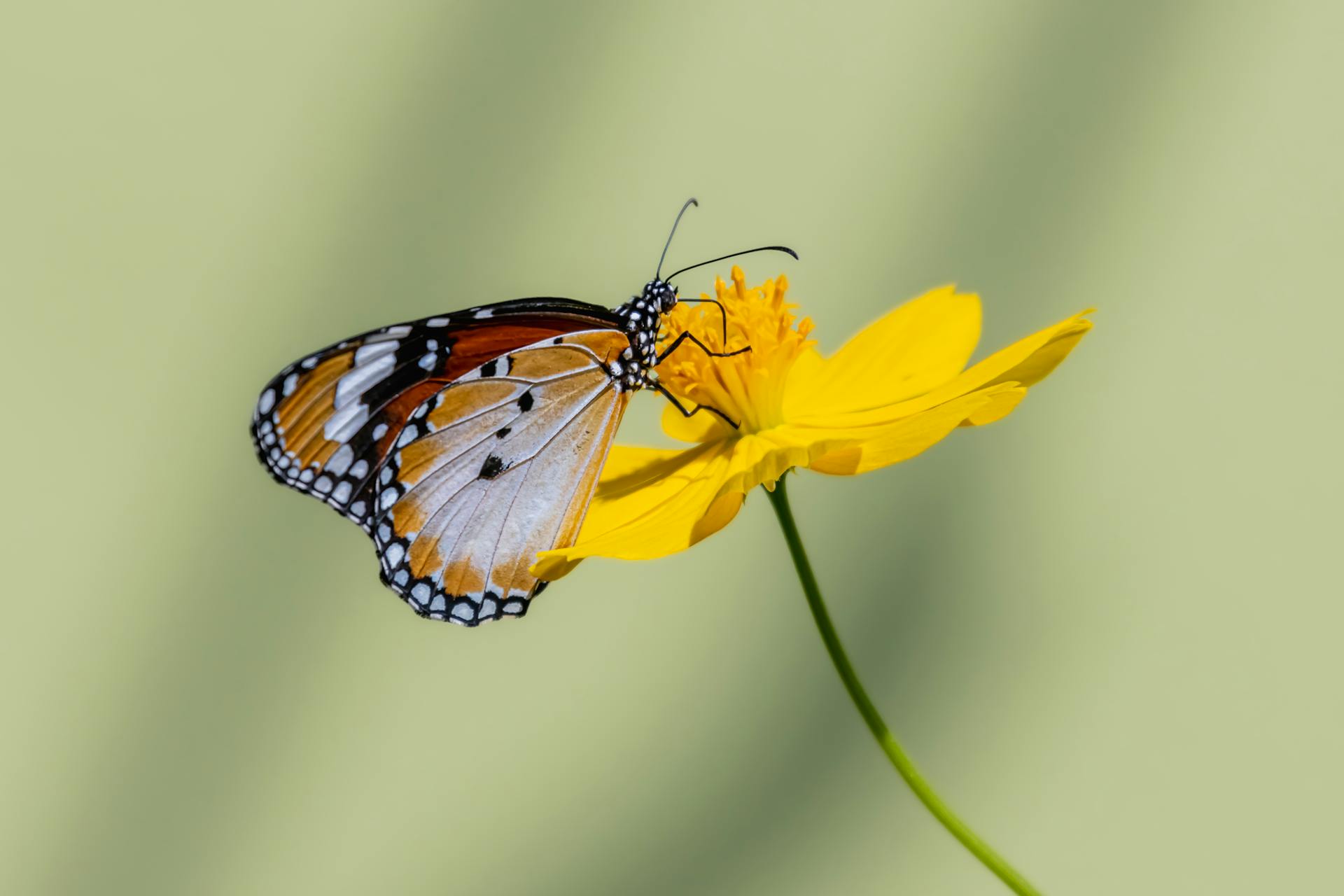 Butterfly on Flower