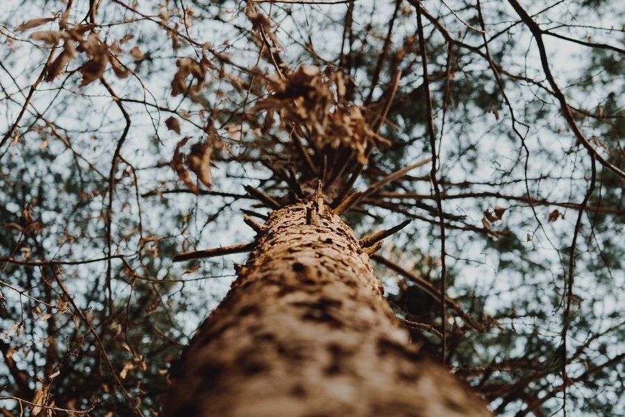 A picture of a tree from the bottom (Self-Control)