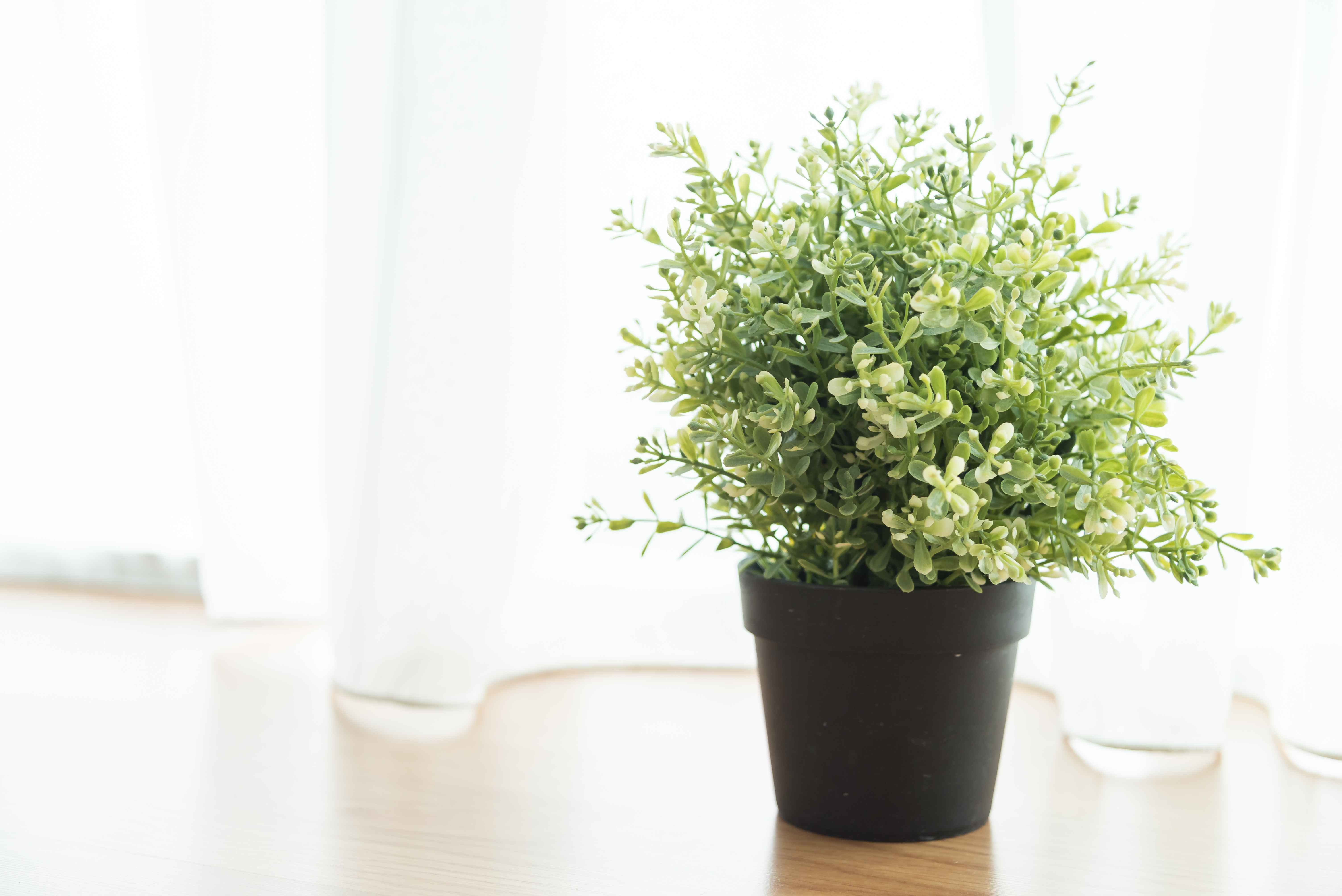 vase plant decoration by the window