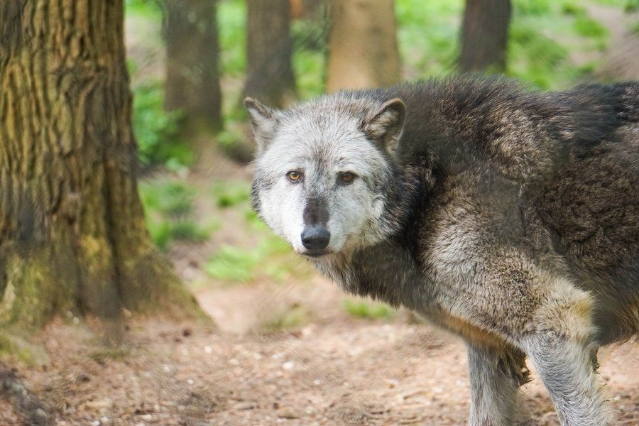 Don’t Be a Lone Wolf in Sales! | Leaderonomics