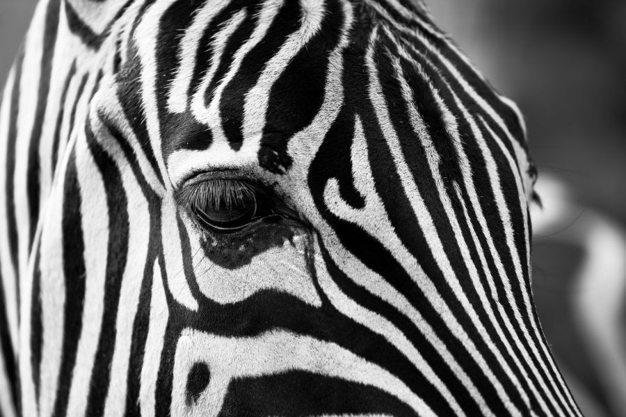 zebra stripes, selfish